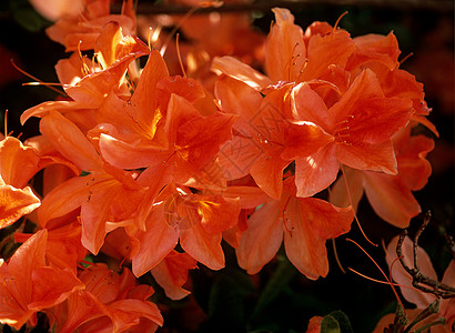 橙色杜鹃花图片