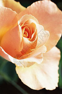 玫瑰背景图片