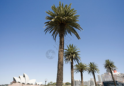 棕榈树和悉尼歌剧院图片
