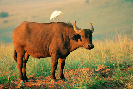 非洲水牛图片
