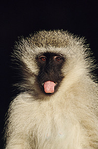 小猴伸出舌头图片