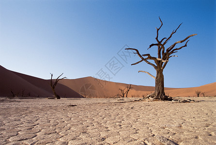沙漠中光秃秃的树背景图片