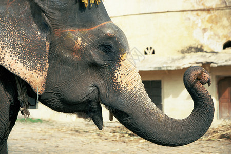 大象在户外大象图片素材
