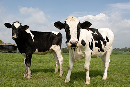 惊悚的牛农场里的两头黑白奶牛背景
