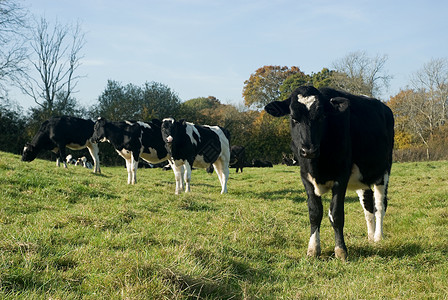 弗里西亚奶牛田里的牛背景