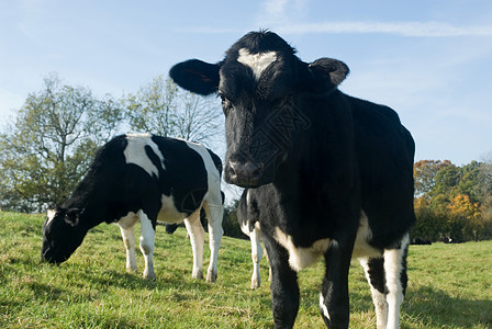 弗里西亚奶牛两头母牛背景