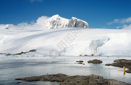 南极景色野生动物南极高清图片