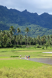 爪哇婆罗浮屠附近稻田农民图片