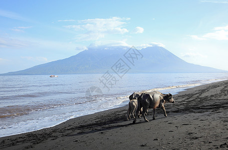 印度尼西亚桑巴瓦岛海滩上的水牛图片