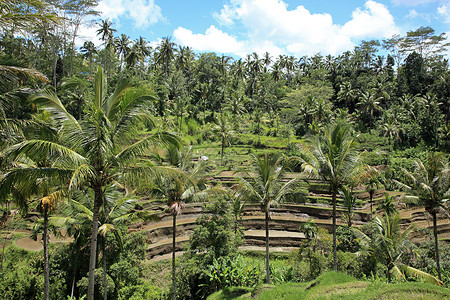 巴厘岛的稻田和棕榈树图片