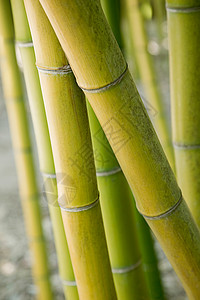 竹类植物图片