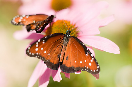 蝴蝶粉红色两只蝴蝶背景