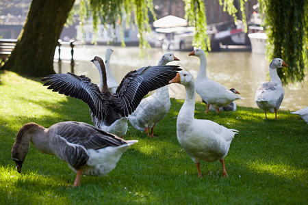 阿姆斯特丹运河边的鹅背景图片