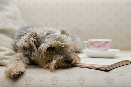 可爱的狗和一本书背景图片