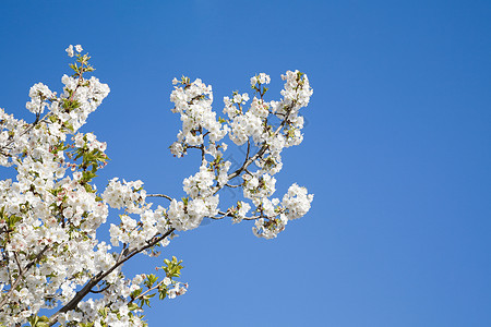 春天盛开的树图片