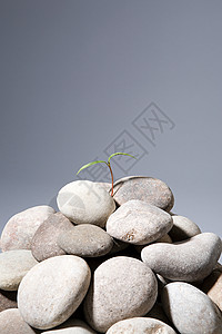 从岩石中生长的树苗图片
