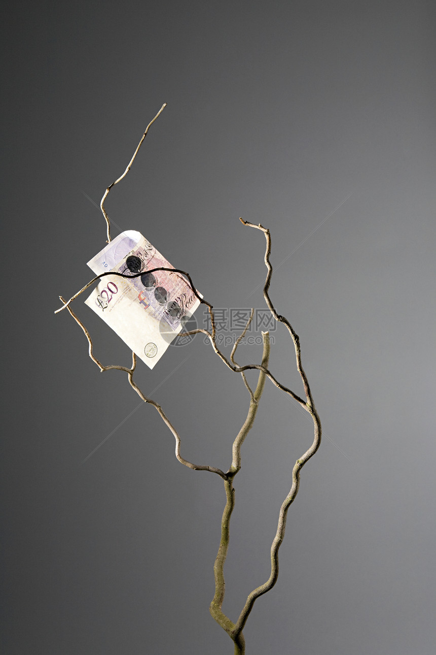 树上二十英镑的钞票图片