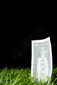 一美元钞票草坪上的钞票背景
