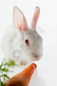 兔子和胡萝卜图片