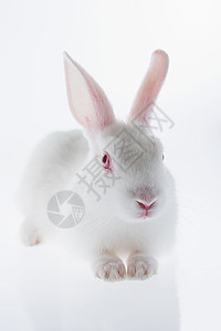 白兔背景图片