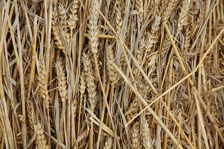 小麦植株小麦背景