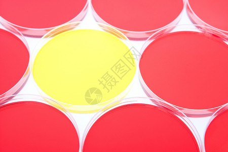 红色中间的黄色培养皿图片