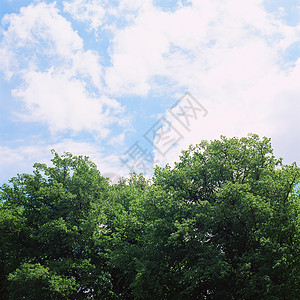 树蓝色高清图片素材