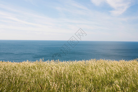 海岸小麦高清图片素材