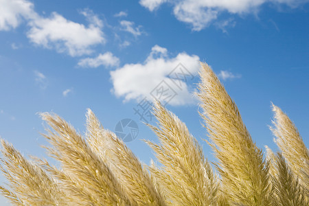 风中吹起的草背景图片