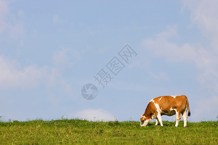 草地上的牛白天高清图片素材