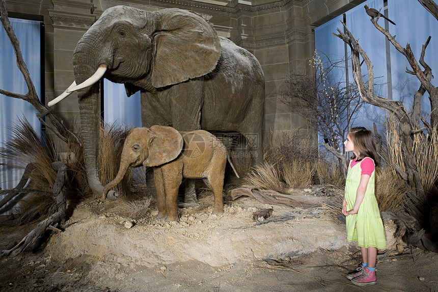 在博物馆里看大象的女孩图片