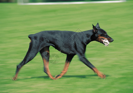 在草地上奔跑的杜宾狗狗图片