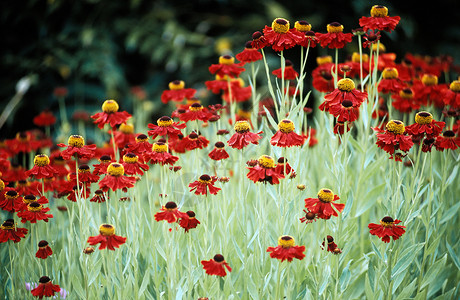 草地上的红色矢车菊背景图片