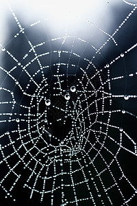 蛛网上的水滴图片
