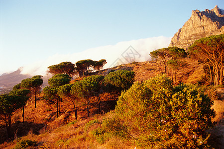 非洲景观灌木高清图片素材