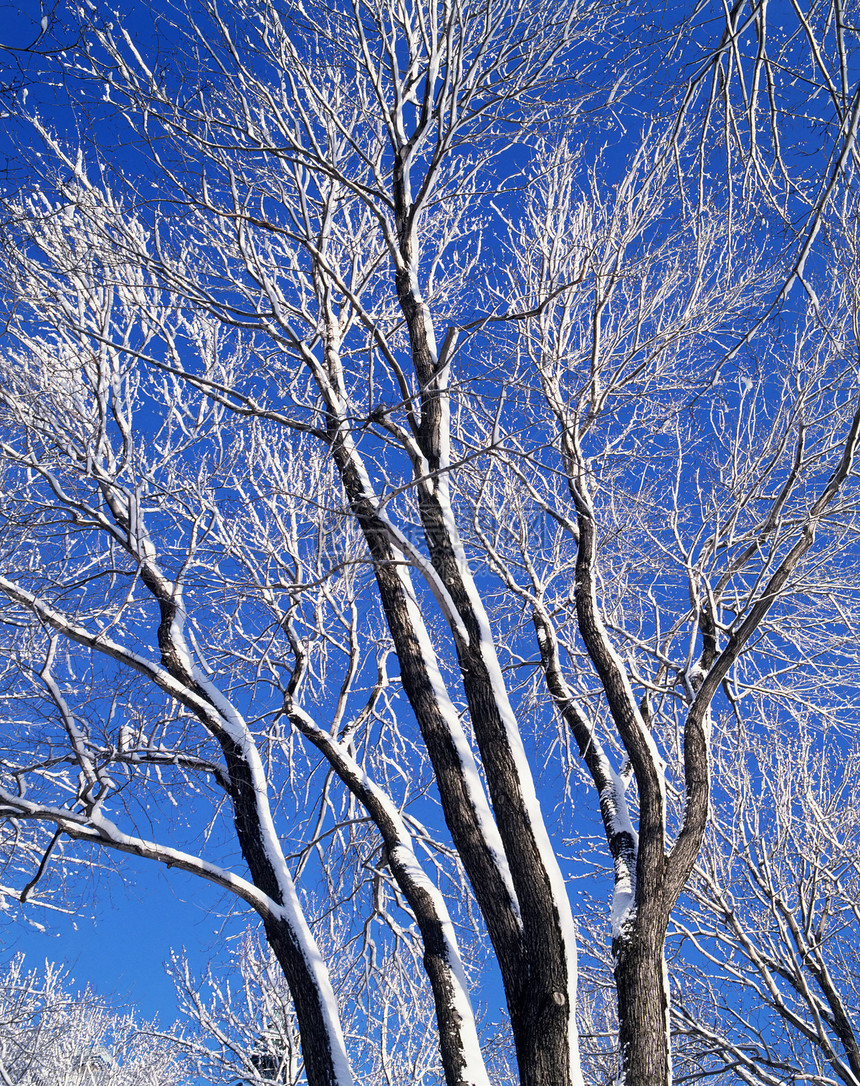 冬天的树图片