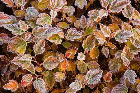 植物叶子上的霜背景图片