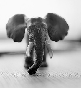 动物问号玩具大象背景