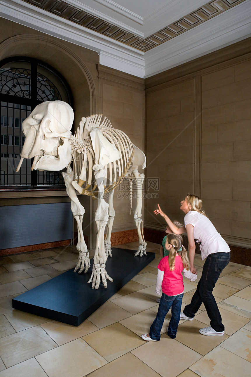 母亲和孩子们看着大象的骨架图片