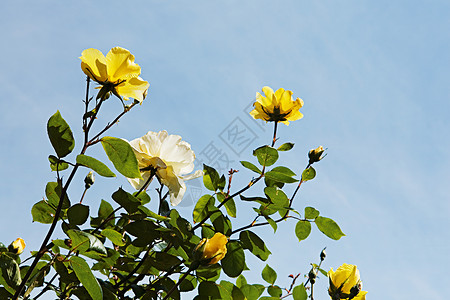 黄色的花背景图片