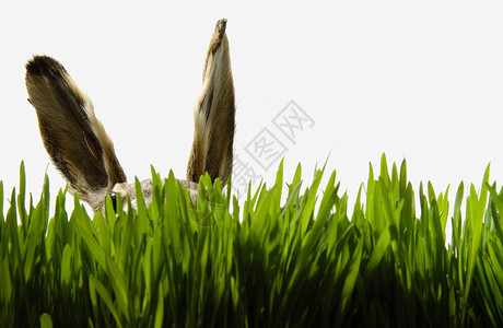草丛中的兔子背景图片