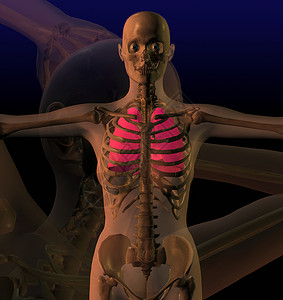 身体下的骨骼示意图图片