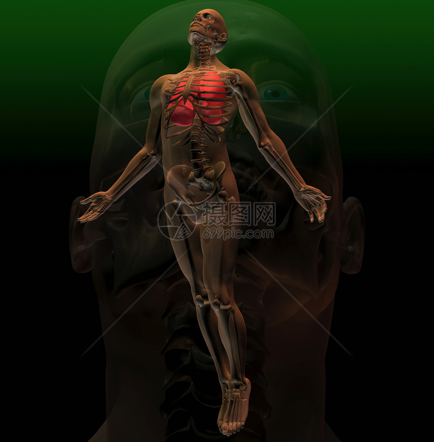 人体下的骨骼示意图图片