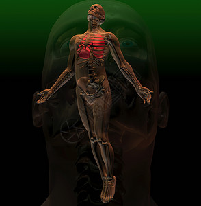 人体示意图人体下的骨骼示意图背景
