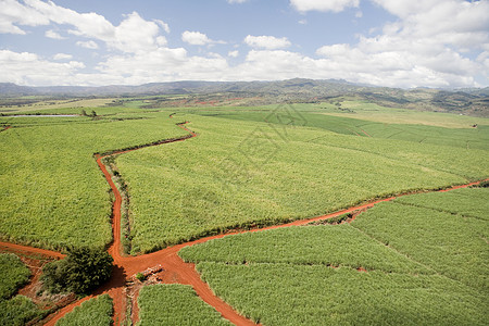 夏威夷考艾岛的咖啡农场图片