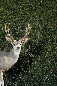 树篱前的鹿图片