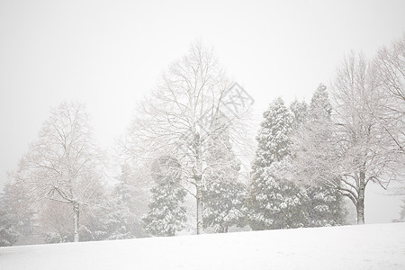 欢乐谷白雪皑皑的树木图片