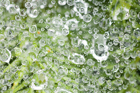 蜘蛛网上露水的特写镜头背景图片