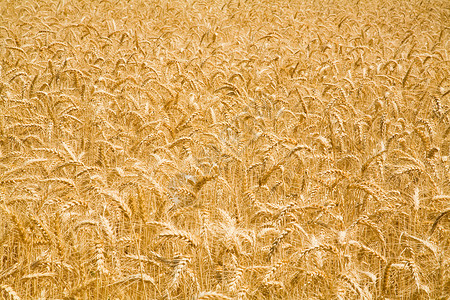 小麦植株麦田背景