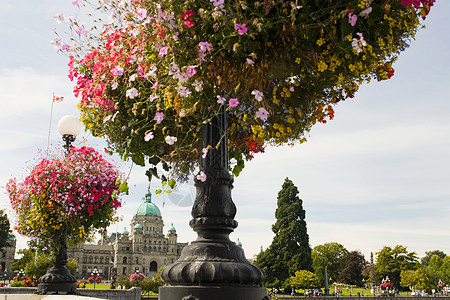 鲜花和不列颠哥伦比亚国会大厦高清图片